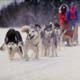 SLEDDOG RACING in alta langa